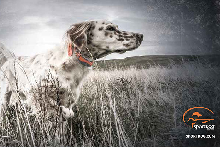 Catalogo SportDog